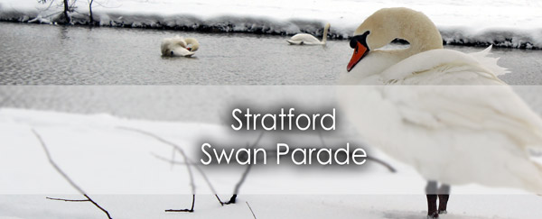 Swan-Parade-Banner