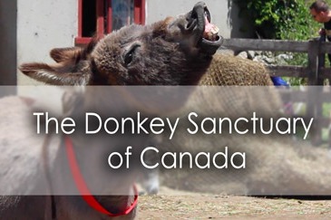The Donkey Sanctuary of Canada in Guelph - Lets Discover ON Travel Blog