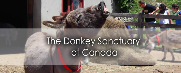 donkey-banner